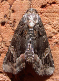Black Wedge-spot